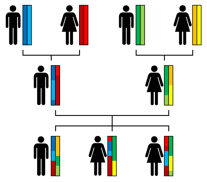 Schematic representation of the transmission of the autosomes of the grandparents to three siblings. Retrieved from Wikimedia Commons, diagram created by Jordi picart – Own work, licensed CC BY-SA 4.0